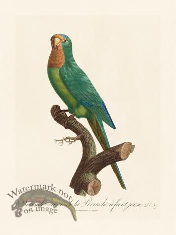 Barraband Parrot 037